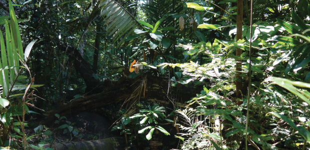 В тропических джунглях Амазонки