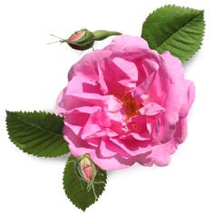 Пакистанский абсолют розы (Rosa damascena)