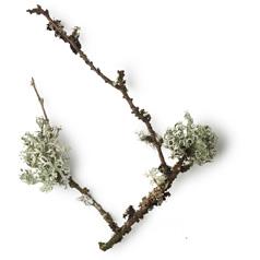 Абсолют дубового мха (Evernia prunastri)