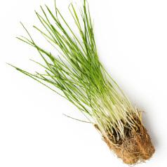 Cок свежих ростков пшеницы (Triticum vulgare)