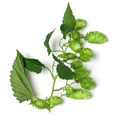 Хмеля масло (Humulus Lupulus)