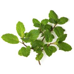 Мяты перечной масло (Mentha piperita)