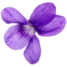 Абсолют душистой фиалки (Viola odorata)