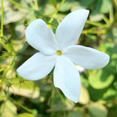 Абсолют жасмина (Jasminum grandiflorum)