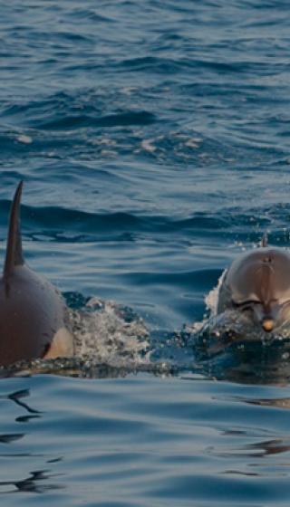 Центр Спасения дельфинов «Дельфа»