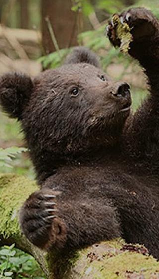 Автономная некоммерческая организация по сохранению животного мира «Центр спасения медвежат-сирот»